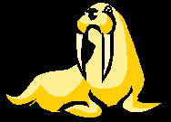 This is the walrus